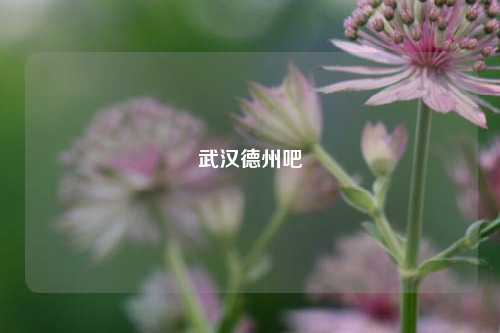 武汉德州吧