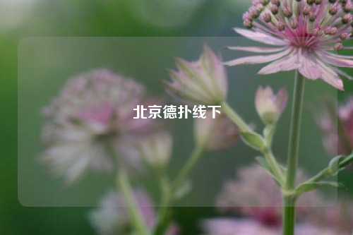北京德扑线下