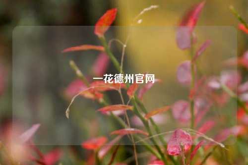 一花德州官网