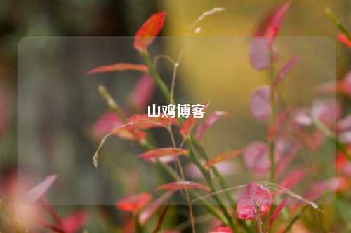 山鸡博客