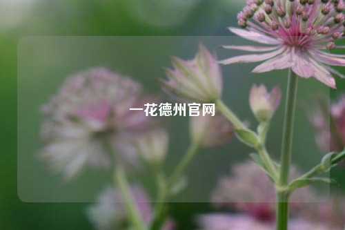 一花德州官网